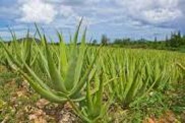 Nature Aloe